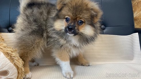成約済の兵庫県のポメチワ:ポメラニアン×チワワ-323686の8枚目